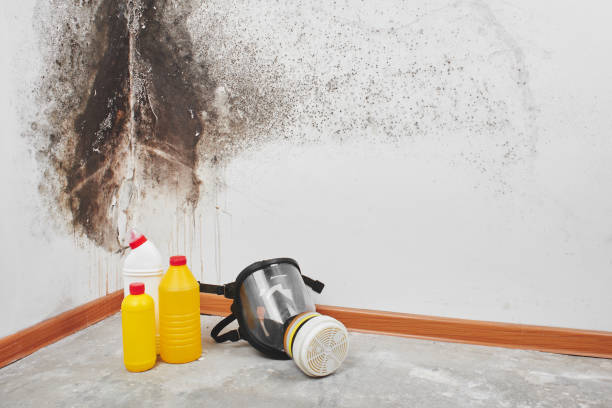 Best Home Mold Removal  in Buckhannon, WV