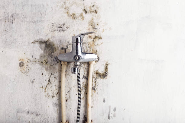  Buckhannon, WV Mold Removal Pros