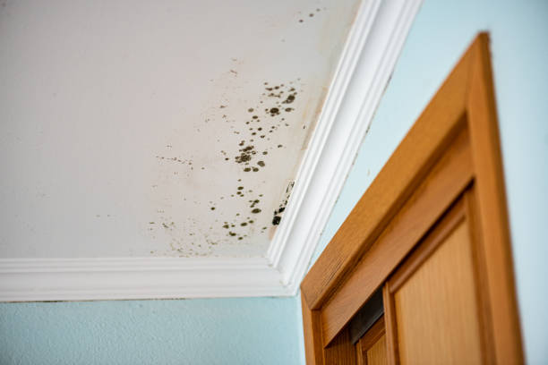 Best Home Mold Removal  in Buckhannon, WV