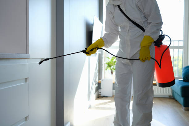Best Certified Mold Removal  in Buckhannon, WV