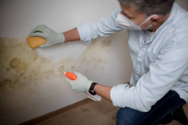 Best Commercial Mold Removal  in Buckhannon, WV