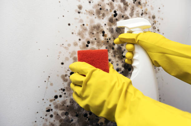 Best Mold Remediation  in Buckhannon, WV