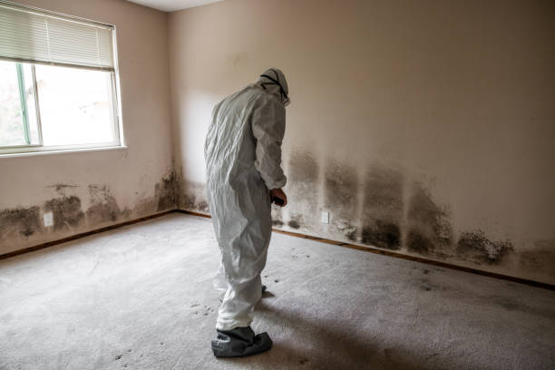 Mold Testing and Removal in Buckhannon, WV