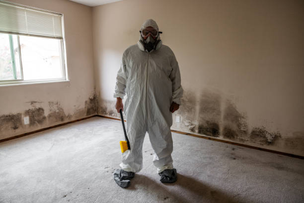 Best Toxic Mold Removal  in Buckhannon, WV